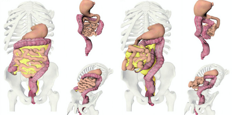 اكتشاف عضو جديد في جسم الإنسان داخل الجهاز الهضمي (صور)
