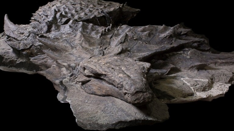 شاهد.. الوجبة الأخيرة لديناصور مدرع مات قبل 110 مليون عام (صور)