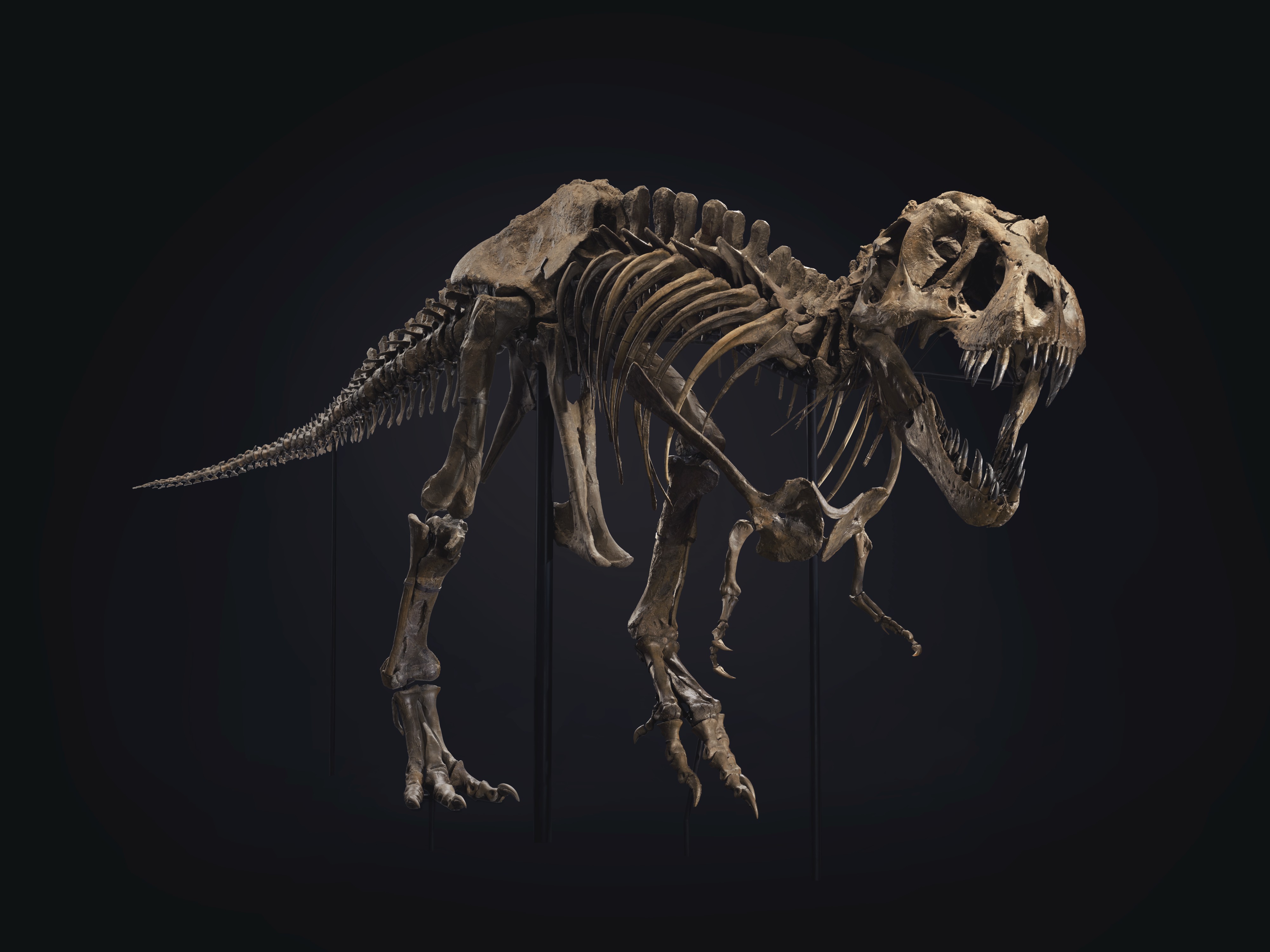 بيع أفضل العينات المكتشفة لديناصور شرس عمره 67 مليون عام 