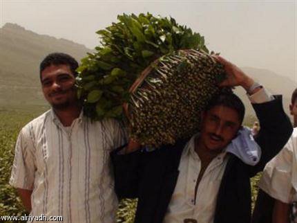 القات في اليمن تجارة بالمليارات وبائعون بشهادات جامعية
