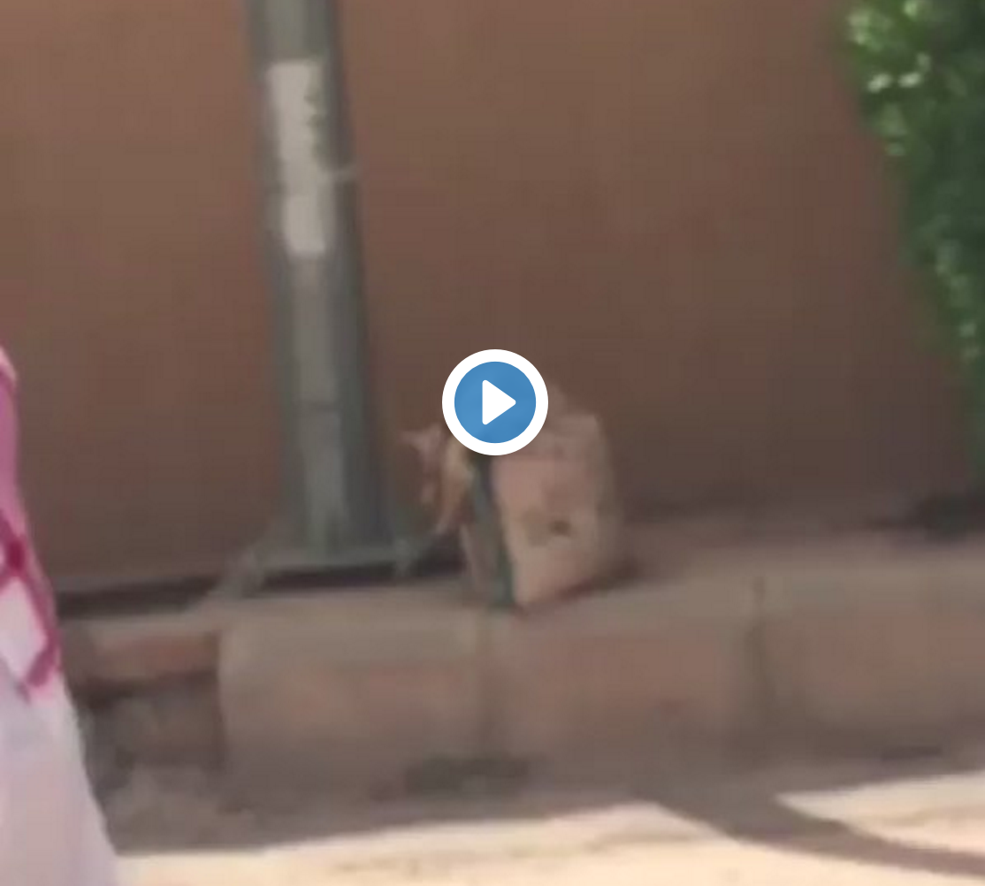 فتيات بثياب رجال في شوارع السعودية يشغل تويتر (فيديو)
