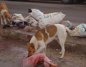 الكلاب الضالة توقع المئات من الضحايا في العاصمة صنعاء سنوياً