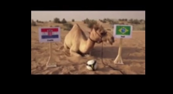 فيديو.. الجمل «شعيل» ملك التوقعات لمباريات مونديال البرازيل
