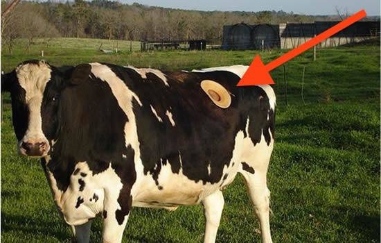 لماذا تقوم المزارع الأمريكية بعمل ثقوب كبيرة في أجساد الأبقار ؟