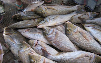 مسؤول حكومي يكشف عن قيمة الصادرات من الاحياء البحرية عبر منفذ الوديعة فقط خلال 9 اشهر 