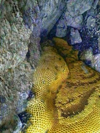 العثور على غار في احد جبال حضرموت يفيض بانهار من عسل مصفى (صور)